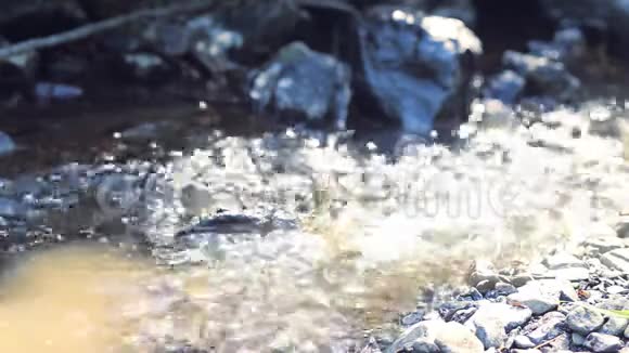 野生动物夏天一条小河流水视频的预览图