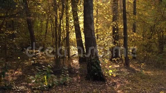 秋天森林里的日光视频的预览图