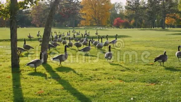 在绿色草地上漫步成群的加拿大鹅清秋日晶莹剔透的空气美国布法罗公园视频的预览图