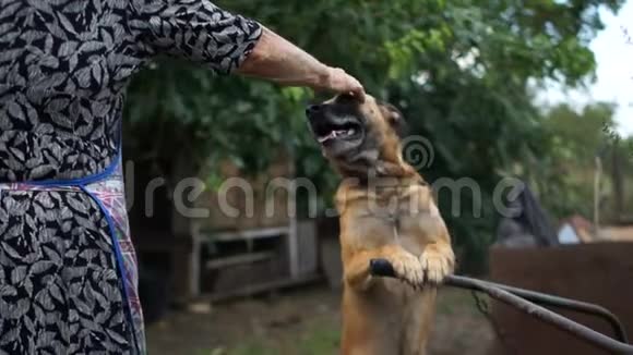 成熟的家庭主妇抚摸她的宠物狗在摊位附近的一个农村院子里一条链子上的狗视频的预览图