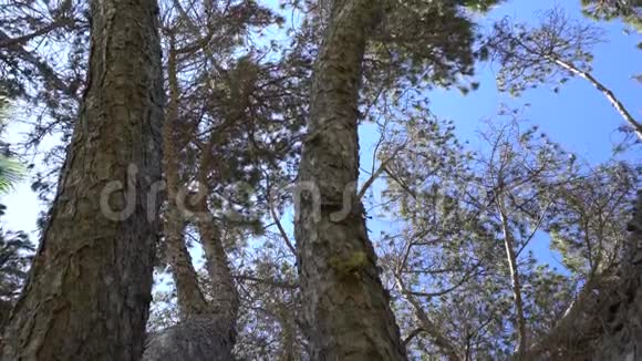 美丽的针叶树的树皮镜头抬头看着树枝视频的预览图