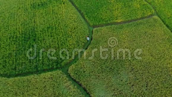 一个农民穿过美丽的稻田的航拍镜头前往巴厘概念视频的预览图