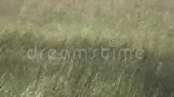高高的小草在微风中吹拂大风把田野里的蒂莫西草地变成了夏日的晴天视频的预览图