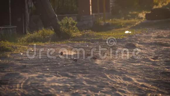 麻雀用沙子洗澡麻雀躺在沙子里鸟儿挖沙躺在炎热的夏天视频的预览图
