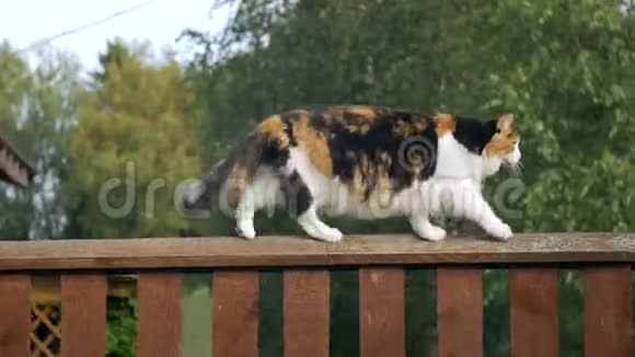 一只毛茸茸的猫走在木栅栏上视频的预览图