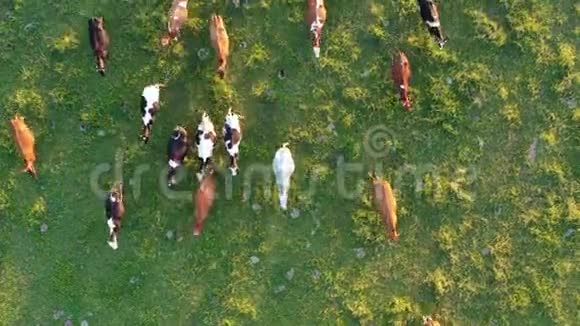 许多牛在绿色的夏季草地上空中视频的预览图