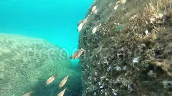 慢动作水下镜头的一组婴儿水鱼俗称梦幻鱼水水牛视频的预览图
