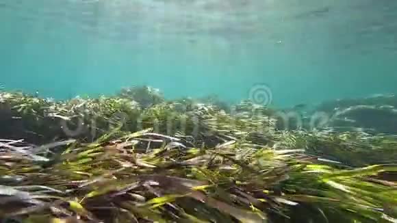 水下播撒一大丛正色的洋草在阳光的反射下从海浪中摇摆视频的预览图