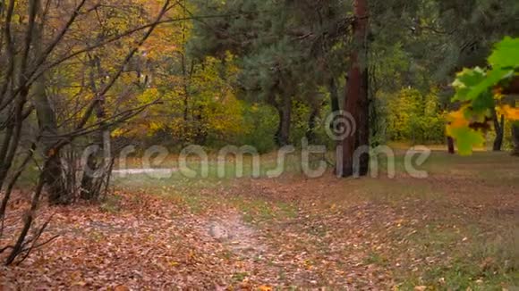 走过秋天的森林穿过明亮多彩充满活力金色的秋天景观和阳光视频的预览图