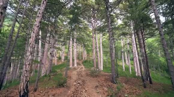 山夏森林背景运动凸轮视频的预览图