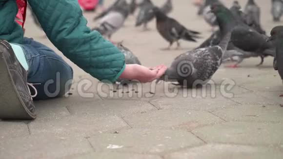 野鸽子在城市广场上吃孩子手里的种子在缓慢的运动中向上看视频的预览图