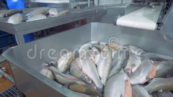 一家鱼厂有一名男性员工劈鱼视频的预览图