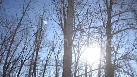 冬天树枝后面的太阳圣诞节公园在冬天美丽的冬季景观冬天的森林里下雪了视频的预览图