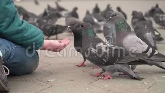 野鸽子在城市广场上吃孩子手里的种子在缓慢的运动中向上看视频的预览图