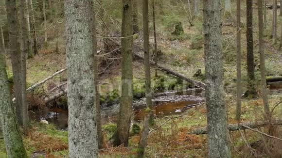 山谷中蜿蜒的森林溪流第二部分视频的预览图