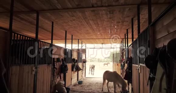在马厩里射击小马在马厩里走来走去看着摄像机动物护理马的概念视频的预览图