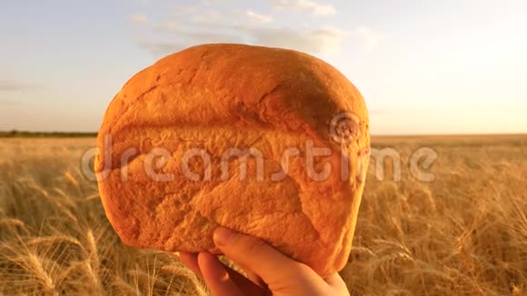 一个农夫手里拿着一大堆白面包覆盖着一片麦田慢动作手掌上的一块面包视频的预览图
