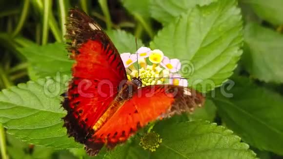 红色花边蝴蝶在兰塔纳卡马拉慢动作的破翅膀视频的预览图
