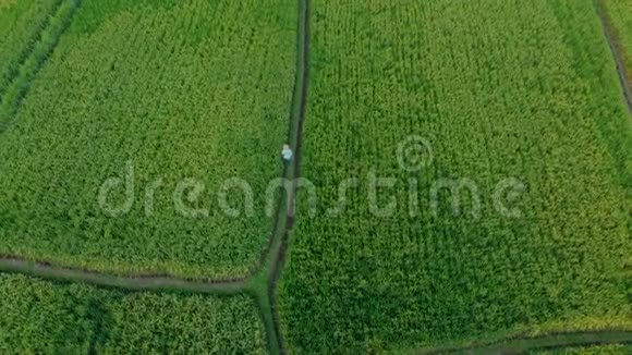 一个农民穿过美丽的稻田的航拍镜头前往巴厘概念视频的预览图
