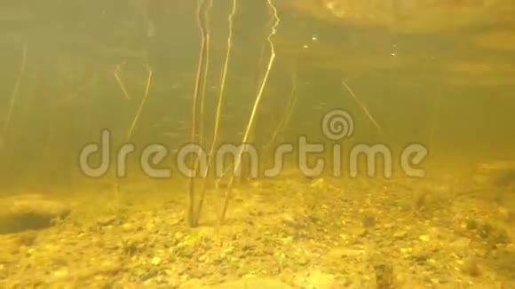 阳光透过水面照射在草地上鱼在欧洲的一个湖泊中漫游而微粒则漂浮着视频的预览图
