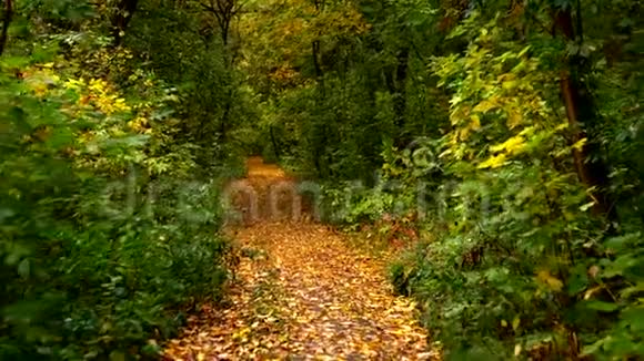 走过秋天的森林穿过明亮多彩充满活力金色的秋天景观和阳光视频的预览图