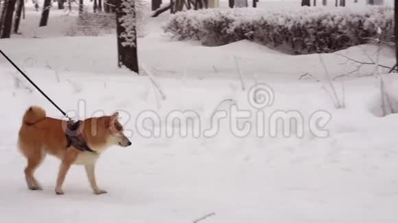 遛狗的人冬天的一天下雪了一切都被雪覆盖着4K视频的预览图