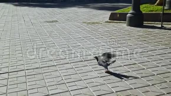 鸽子慢动作飞行野鸽子视频的预览图