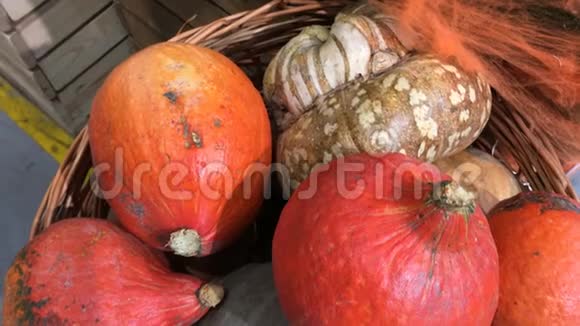 许多成熟的橙色和绿色南瓜堆在市场柜台或田间秋季或万圣节装饰收获或视频的预览图