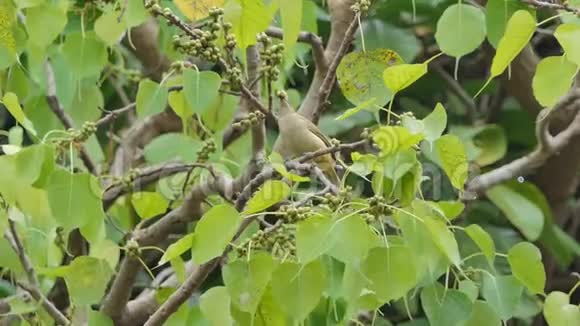 鸟吃树枝上的水果视频的预览图