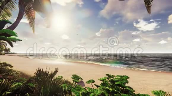 日出时风中棕榈树和热带植物的枝美丽的夏天循环背景视频的预览图