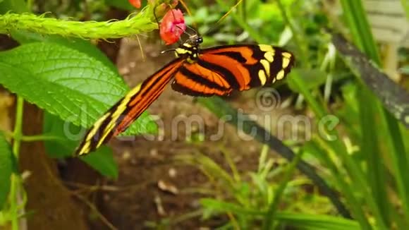 虎纹长翅蝴蝶采集花蜜缓慢视频的预览图