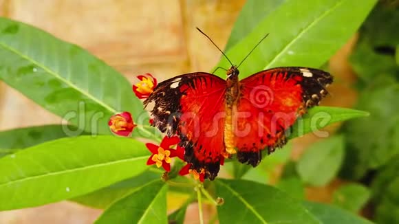 热带马利筋慢动作的红色花边蝴蝶翅膀破烂视频的预览图