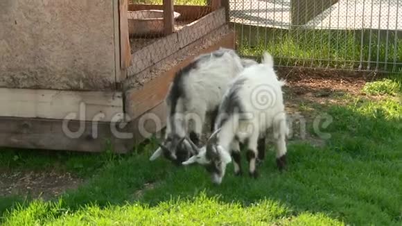 两只山羊吃青草视频的预览图