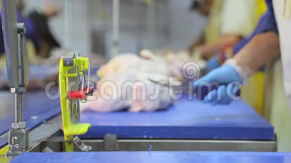 该员工在企业养鸡期间磨刀刀的特写穿过视频的预览图