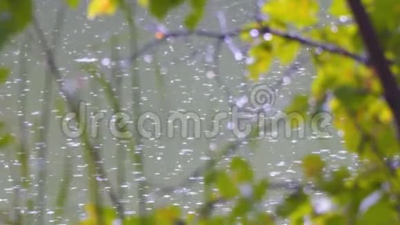 河上的雨从森林中看到视频的预览图