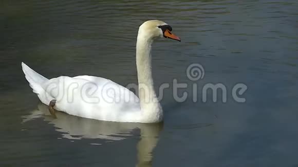 天鹅在湖里游泳吃东西视频的预览图