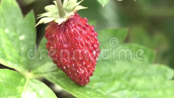 红熟草莓宏观生长在园床上随风摇曳视频的预览图