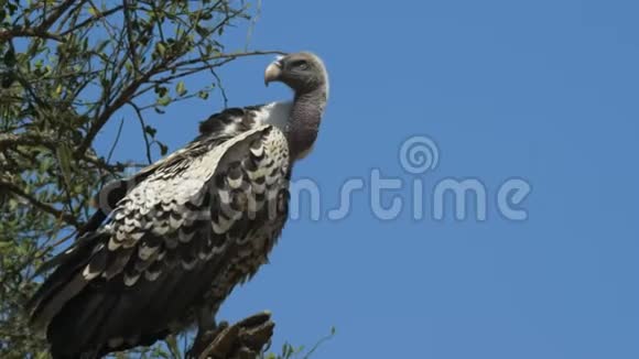 靠近一只鲁佩尔秃鹫栖息在一棵树上的马赛马拉游戏视频的预览图