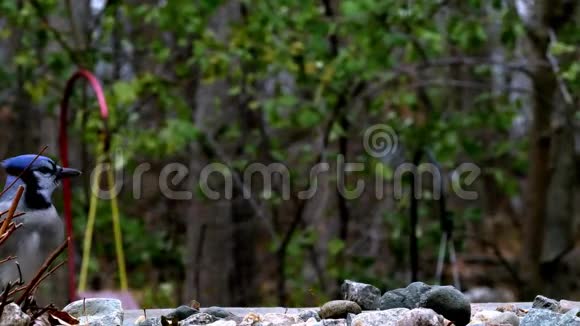 美丽的蓝鸟科在花园中的岩石和树叶中觅食视频的预览图