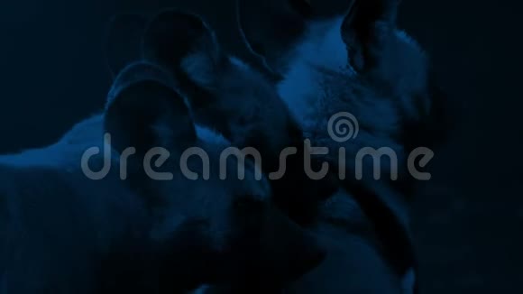 月光下的鬣狗视频的预览图