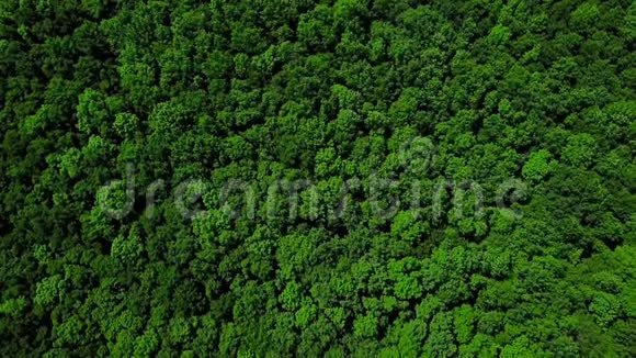 无人机视野4K空中自上而下的树木背景高加索俄罗斯视频的预览图