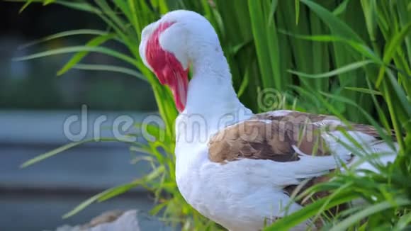 一只马科维鸭的雄性在池塘的灌木丛中清理羽毛视频的预览图