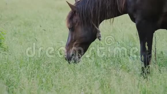 一匹棕马在草地上吃青草视频的预览图