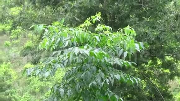 视频中松树在风中摇曳在小山上的绿茶种植园里视频的预览图