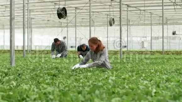 成熟女工程师农学检查种植有机绿色沙拉视频的预览图