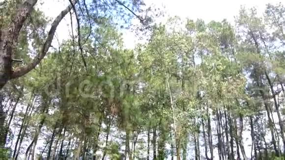 绿松在风中摇曳在山上的茶园里视频的预览图
