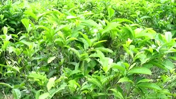 4k视频松树在风中摇曳在山上的绿茶种植园视频的预览图