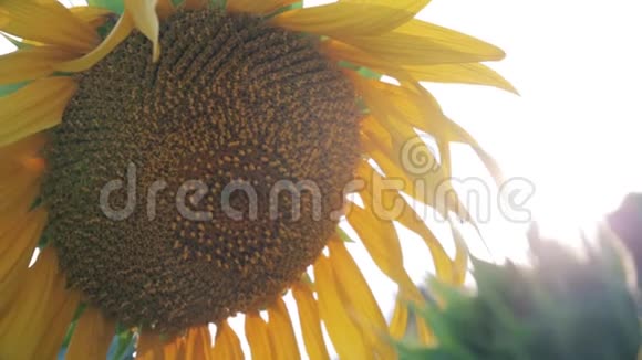 太阳下的黄色向日葵视频的预览图
