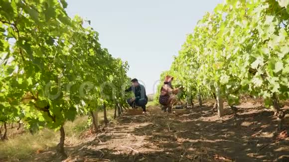 高加索夫妇在葡萄园里摘葡萄视频的预览图