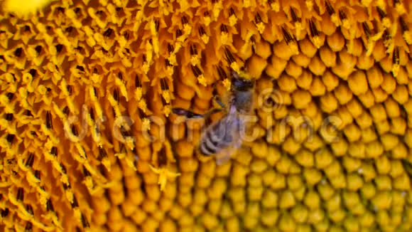 从向日葵中采蜜的蜜蜂视频的预览图